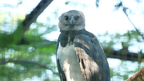 Harpy-eagle-close-up-face-shot-in-French-Guiana-zoo